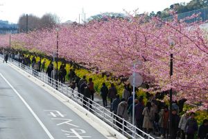 Du lịch Nhật Bản ngắm hoa anh đào sớm