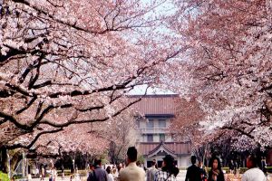 Lạc vào xứ sở hoa anh đào: Osaka - Kyoto - Nagoya - Shirakawago -  Phú Sĩ - Tokyo