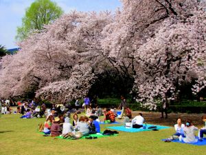 Du lịch Nhật Bản mùa hoa Anh Đào: HÀ NỘI - TOKYO - NÚI PHÚ SỸ