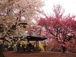 Du lịch Nhật Bản mùa hoa Anh Đào: HÀ NỘI - TOKYO - NÚI PHÚ SỸ - KYOTO - OSAKA