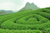 ha-noi-moc-chau-ha-noi - ảnh nhỏ 4