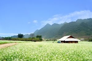 HÀ NỘI – MỘC CHÂU - HÀ NỘI