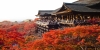 osaka-kobe-nara-kyoto-nagoya-kawaguchi-nui-phu-si-tokyo - ảnh nhỏ 4