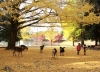osaka-kobe-nara-kyoto-nagoya-kawaguchi-nui-phu-si-tokyo - ảnh nhỏ 5