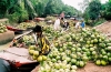 ha-noi-sai-gon-can-tho-my-tho-ben-tre-sai-gon-ha-noi - ảnh nhỏ 2