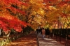 haneda-hakone-gotemba-ngu-ho-phu-si-tokyo-nikko-odaiba - ảnh nhỏ 9