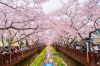 chuong-trinh-mua-hoa-anh-dao-seoul-everland-yeouido-nami - ảnh nhỏ  1