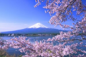 Một ngày khám phá Tokyo sôi động 2018 - Không bao gồm bữa trưa