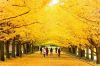 du-lich-han-quoc-seoul-dao-nami-khu-vuon-morning-calm-cong-vien-everland - ảnh nhỏ  1
