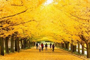 Du lịch Hàn Quốc: SEOUL - ĐẢO NAMI - KHU VƯỜN MORNING CALM - CÔNG VIÊN EVERLAND