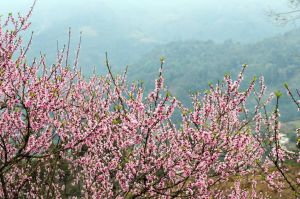 Du lịch Đông Bắc: Du xuân khám phá Đông Bắc