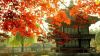 kham-pha-han-quoc-mua-la-do-2017-seoul-nami-n-tower-everland - ảnh nhỏ  1
