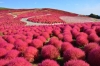 tokyo-nikko-fuji-nagoya-kyoto-osaka - ảnh nhỏ 2
